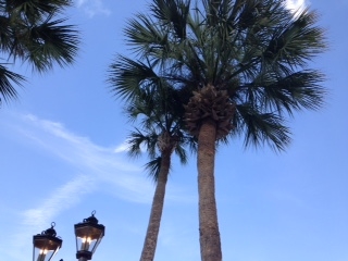 Palm Tree up north
